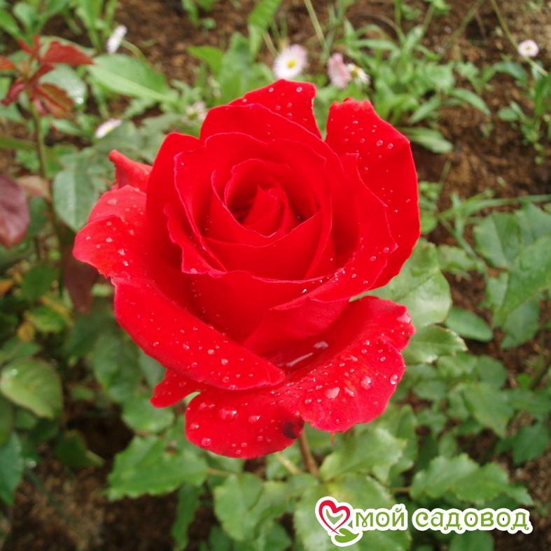 Роза Апопочка