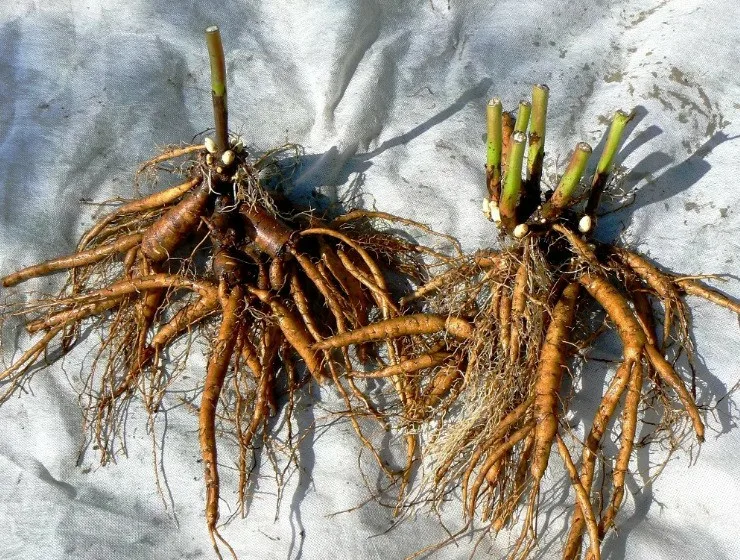 Лилейник Крим Вельвет